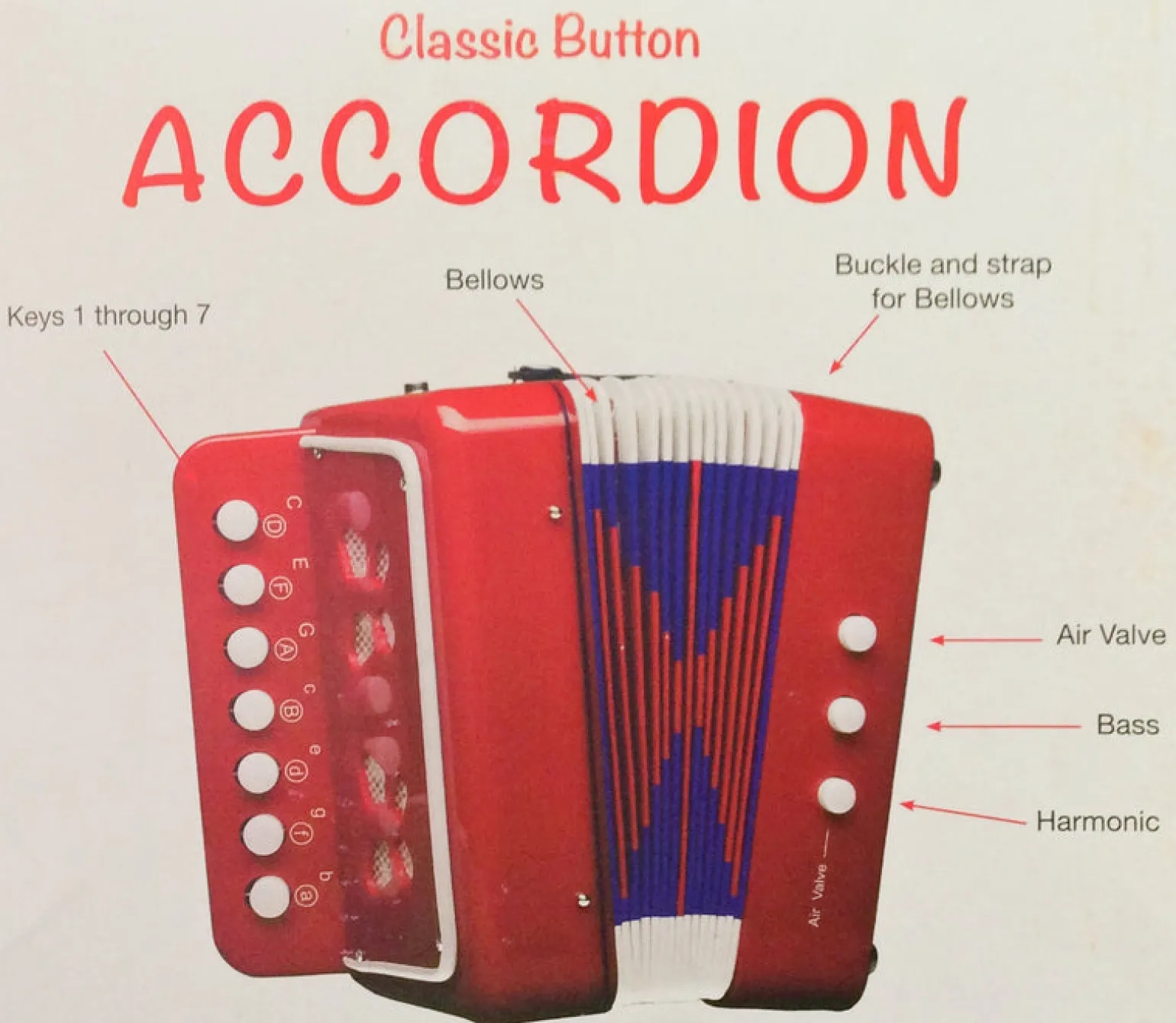 Accordion - Classic Button - Blue