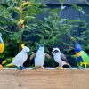 Birds Of Australia - Bird Figurines
