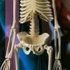 Edu-Toys - Mini Skeleton