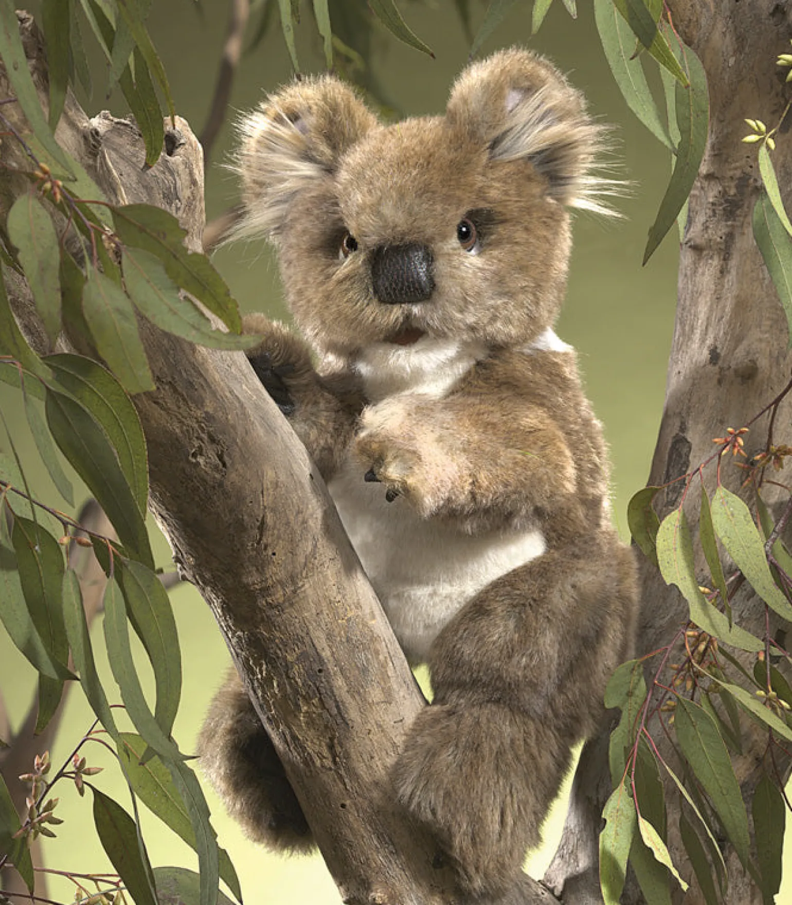 Folkmanis - Koala Hand Puppet