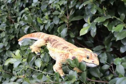 Huggable Toys - Kambera Bearded Dragon