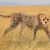 Schleich Wild Life - Cheetah Female