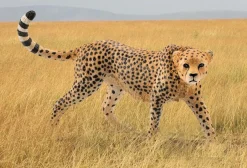 Schleich Wild Life - Cheetah Female