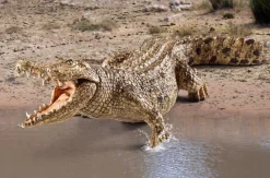 Schleich Wild Life - Crocodile