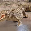 Schleich Wild Life - Crocodile