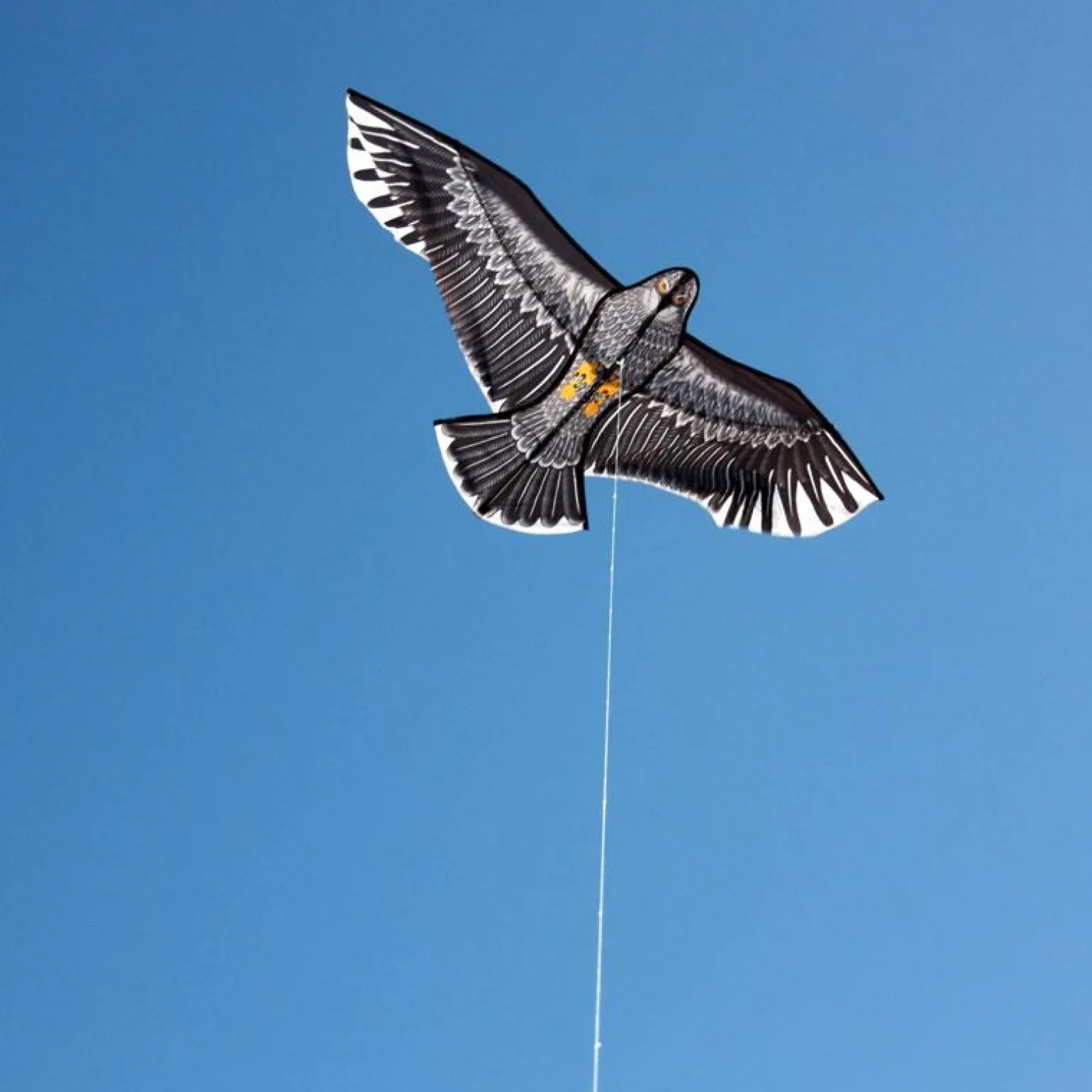 Windspeed Kites - Eagle